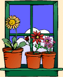 Flower pots by a sunny window
